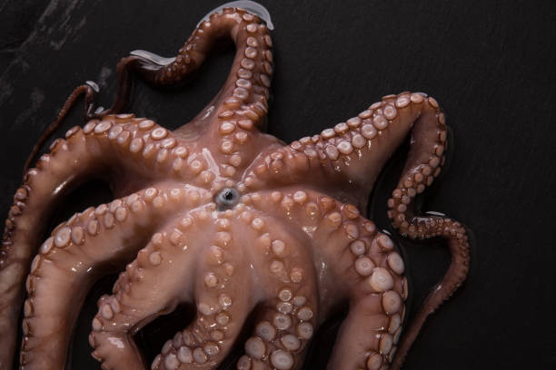 istock Octopus on a dark black background close-up. Seafood 1136681002