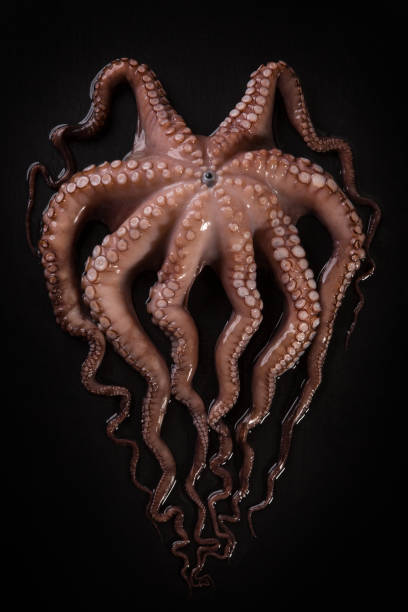 istock Octopus on a dark black background close-up. Seafood 1136681004