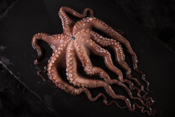 istock Octopus on a dark black background close-up. Seafood 1136681005