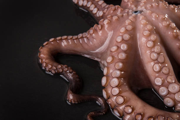 istock Octopus on a dark black background close-up. Seafood 1136681037