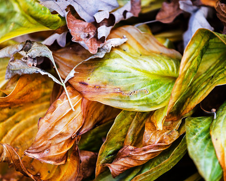 A Hosta plant withers in Autumn.