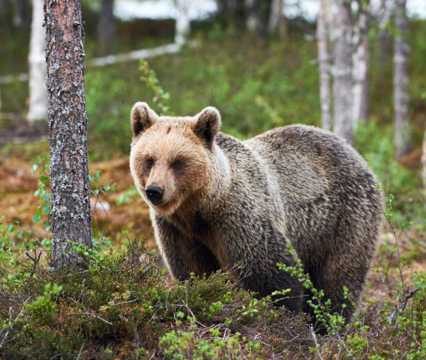 istock Beautiful female brown bear in Finland 1136681680