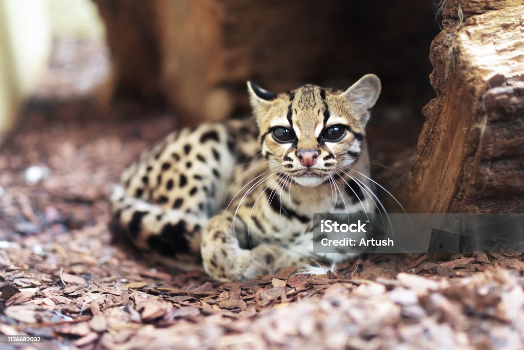 Margay, Leopardus wiedii, a rare South American cat The margay (Leopardus wiedii) is a small wild cat native to Central and South America. A solitary and nocturnal cat, lives mainly in primary evergreen and deciduous forest. Margay Stock Photo