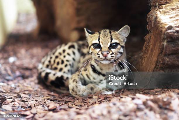 Margay Leopardus Wiedii A Rare South American Cat Stock Photo - Download Image Now