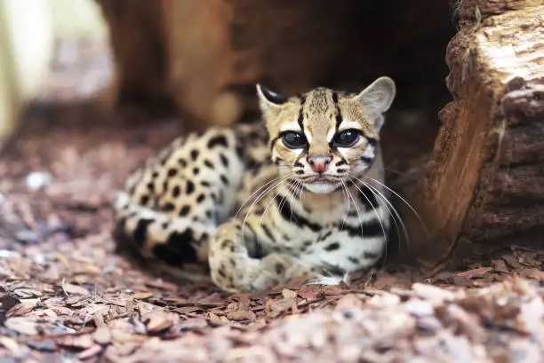 Photo of Margay, Leopardus wiedii, a rare South American cat