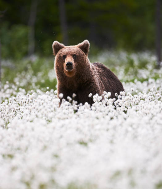 istock Beautiful bear among the cotton grass 1136682232