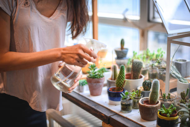 Businesswoman watering succulent plants in shop Young businesswoman watering succulent plants. Female is selling cactus pots at store. She is working. sparying succlent stock pictures, royalty-free photos & images