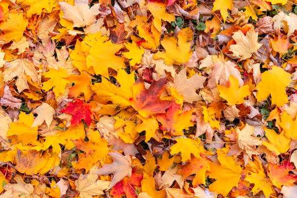 istock Colorful Maple Leaves on the Ground in Autumn 1136683350