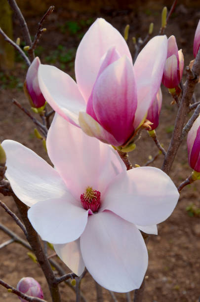 istock Magnolia Soulangeana flowers 1136684581