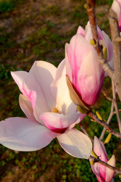 istock Magnolia Soulangeana 1136685575