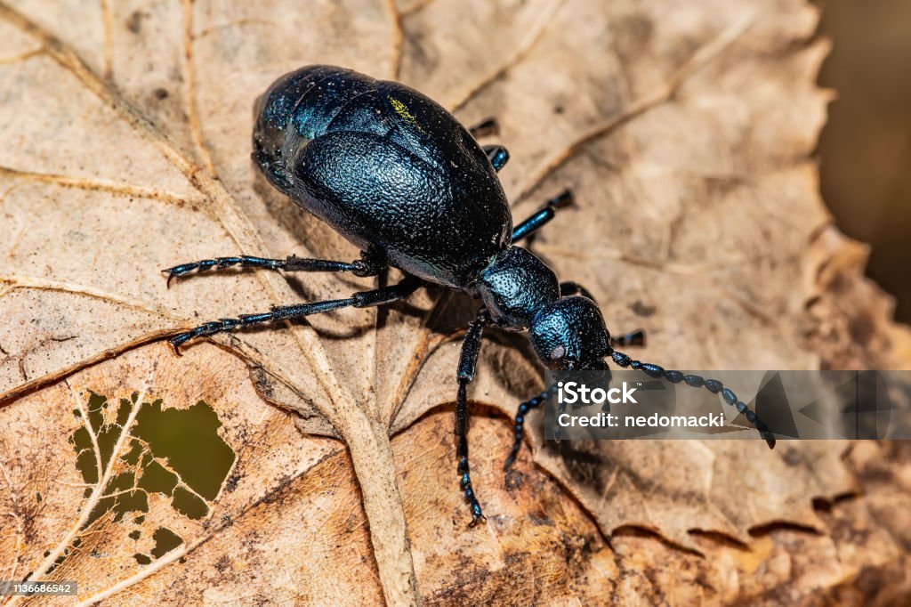 Black oil beetle, Meloe proscarabaeus, quite a purple one. Beetle Stock Photo