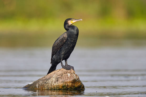 o grande cormorão (phalacrocorax carbo) em habitat natural - great black cormorant - fotografias e filmes do acervo