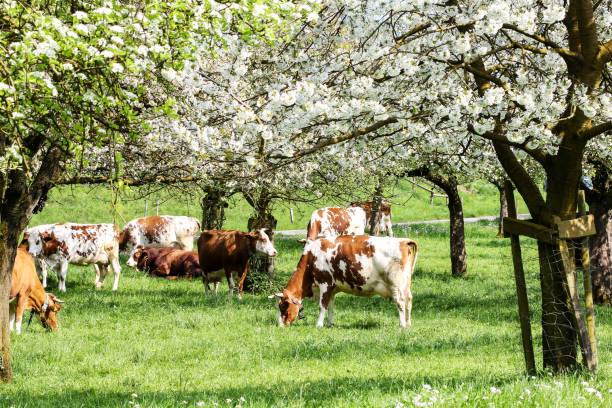 istock Herd of cows grazing in a blooming orchard with apple tree and pear tree flowers 1136686963
