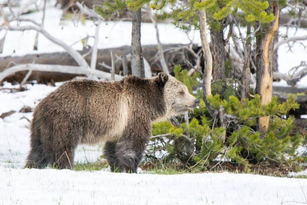 istock Grizzly bear mother and cub walking near river 1136687684