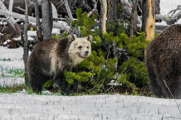 istock Grizzly bear mother and cub walking near river 1136687763