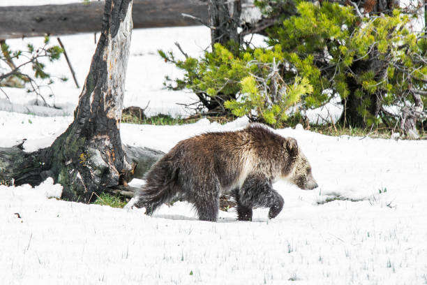 istock Grizzly bear mother and cub walking near river 1136687871