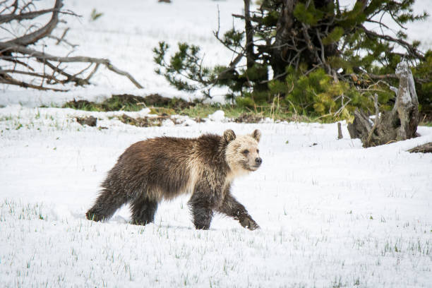 istock Grizzly bear mother and cub walking near river 1136688029
