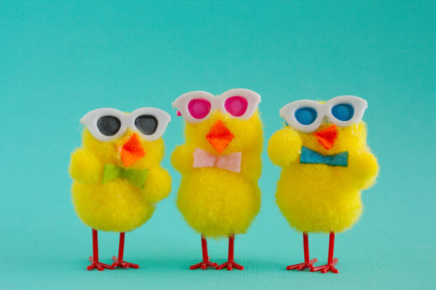 istock Three Groovy Chicks wearing sunglasses on an Aqua Background. 1136688266