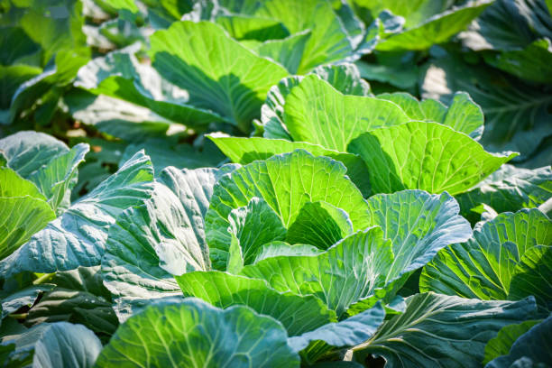 istock cabbage field garden vegetable asia agriculture 1136689112