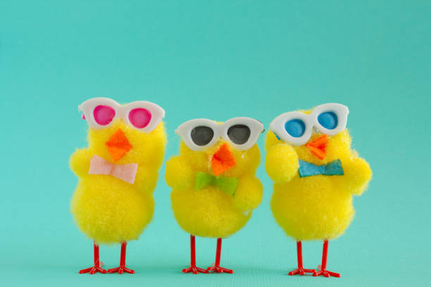 istock Three Funky Chicks wearing sunglasses on a Turquoise Background. 1136689159