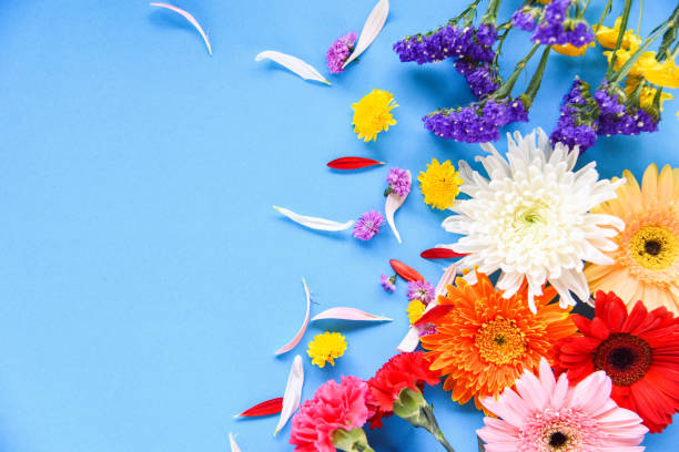 istock Fresh spring summer flowers frame composition tropical plant gerbera chrysanthemum colorful flower various type 1136689397