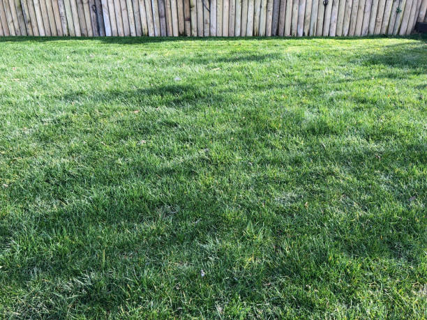 istock Wood fence in garden 1136689544
