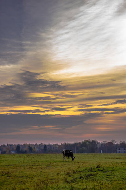 istock Rural landscape-grazing cow in a meadow at sunset. 1136691602