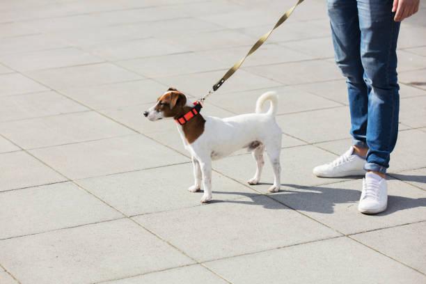 istock Young man with his dog, Jack Russell Terrier 1136692666