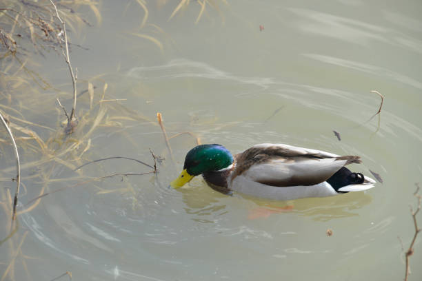 istock Duck is looking for food in the river 1136693216