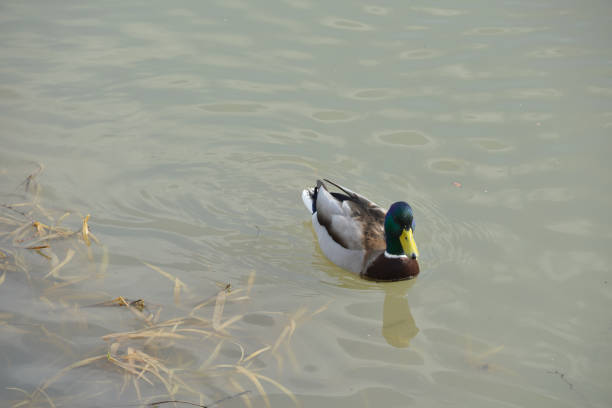 istock Beautiful male duck swims in the river 1136694895