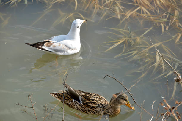 Gull and duck swims in the river