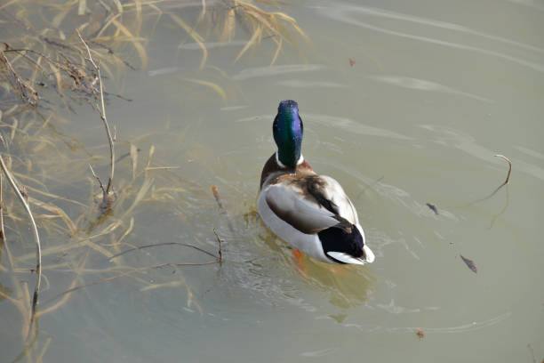 istock Beautiful male duck swims in the river 1136694898