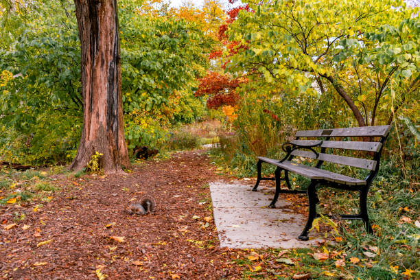 Grey squrriel on bench at zoo holding nut