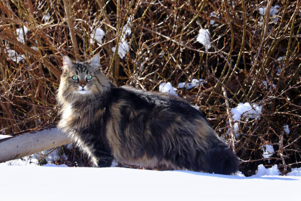istock A pretty young Norwegian Forest Cat hunting in the snow 1136695984