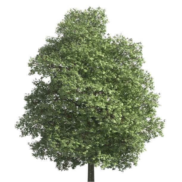 istock Tree 3d illustration isolated on the white background 1136697379