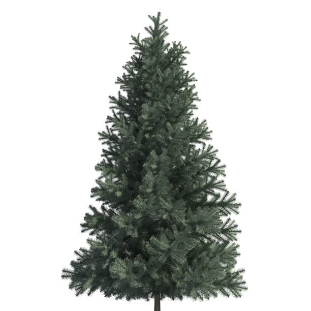 istock Pine tree 3d illustration isolated on the white background 1136697396