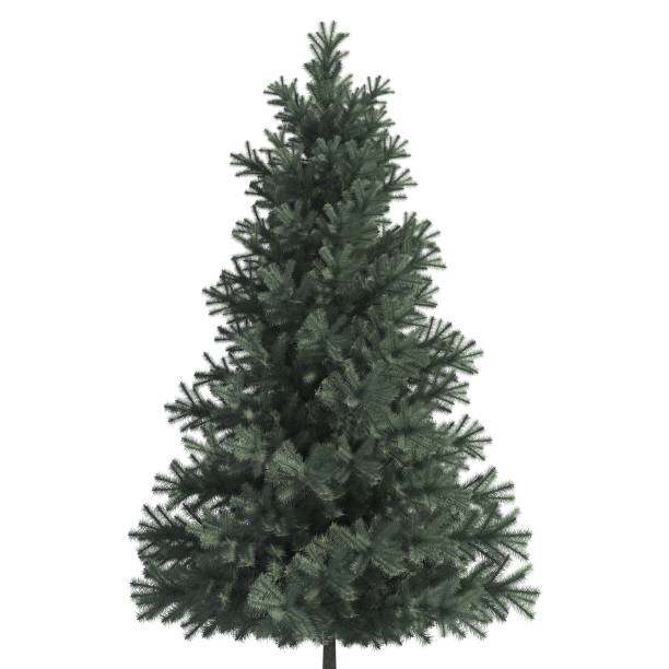 istock Pine tree 3d illustration isolated on the white background 1136697419