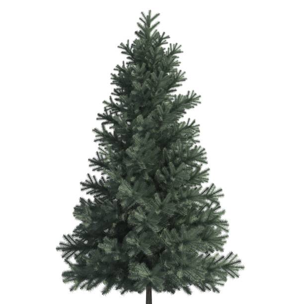 istock Pine tree 3d illustration isolated on the white background 1136697438