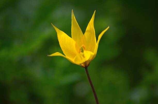 istock Yellow flower in the spring in the forest 1136699178