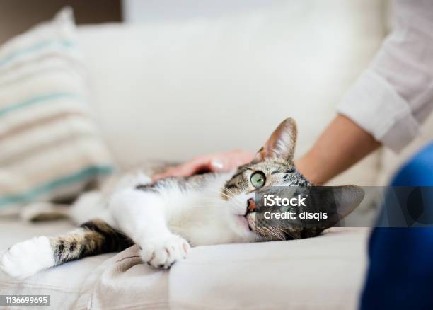 Happy Cat And Woman On Bed Cuddling Stock Photo - Download Image Now - Domestic Cat, Happiness, Owner