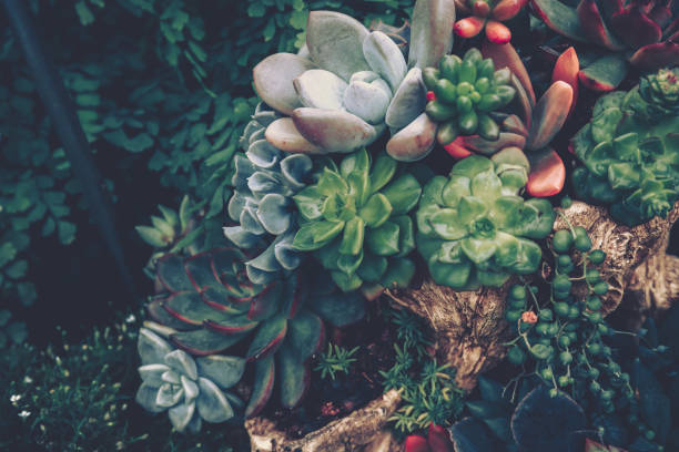 istock Succulent plants. vintage style 1136699925