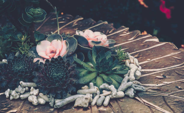 istock Succulent plants. vintage style 1136699935