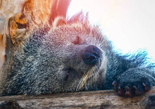 Bearcat or arctictis binturong lying sleeping relax on the wooden log in summer day
