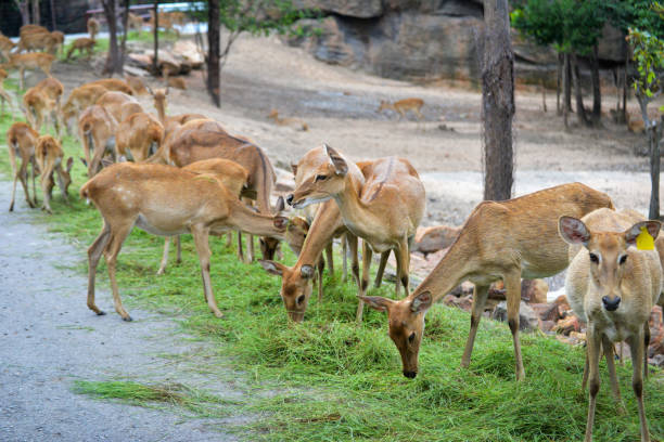 istock Group of Eld's deer Thamin Brow antlered deer graze in the national park 1136700200