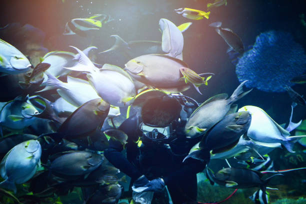 istock Man dive dip feeding school of fish 1136700216