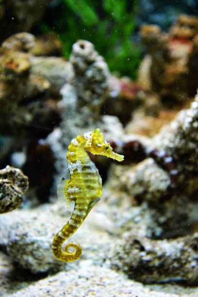 istock Thorny Seahorse cute sea animal 1136700241