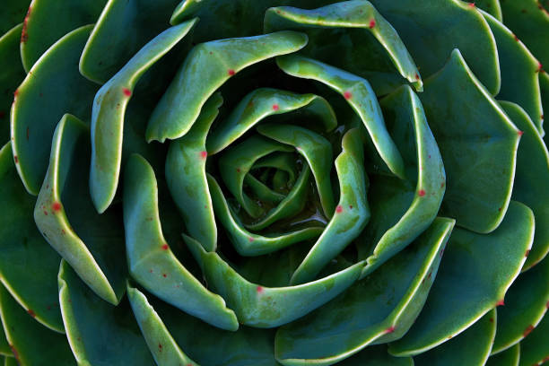 istock Nature at la Calera 1136700935
