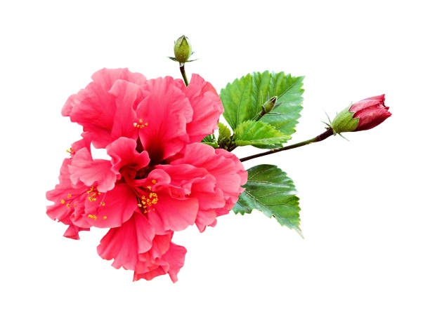 istock Hibiscus flower in tropical arrangement 1136700975