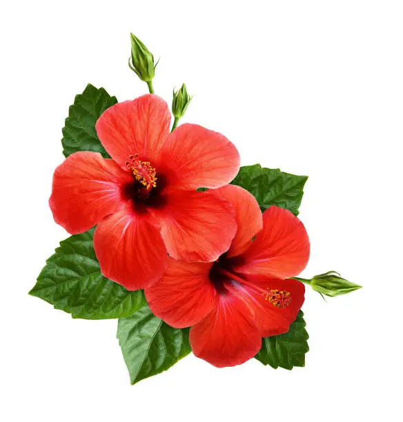 Red hibiscus flowers in corner tropical arrangement isolated on white