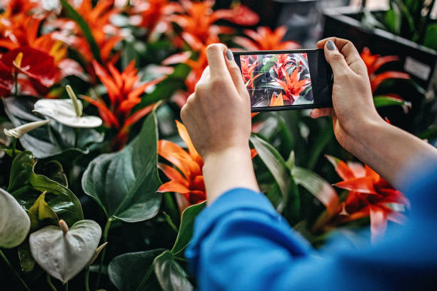 istock My flowers, my precious 1136702741